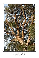 photo "Cork Oak"
