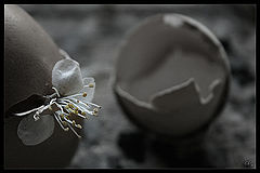 фото "The bud"