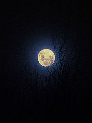 photo "The moon"
