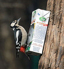 photo "Milk is health-giving"