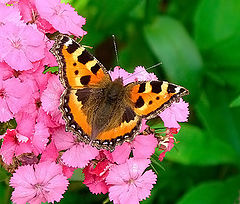 фото "Colours of the summer"