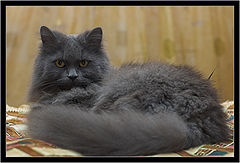 photo "My friend Kuzia"