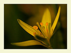 photo "Twilit lights"