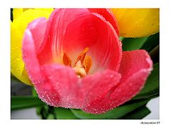 photo "***"