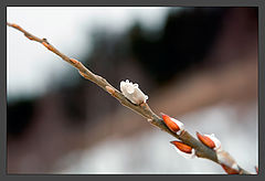 photo "***"