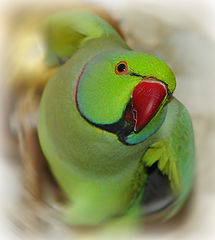 photo "Portrait of the feathery friend"