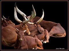 photo "The group"