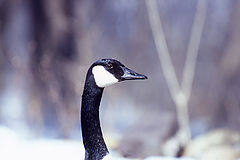 photo "Canadian Goose"