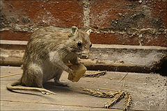 photo "Rats"