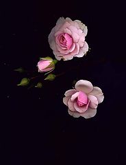 фото "" Pink Perpetue ""