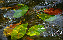 фото "Spring Brook"