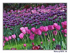 photo "tulips"
