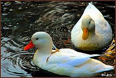 фото "nice pair"