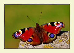 photo "Butterfly"