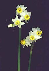 фото "" Silver Chimes ""