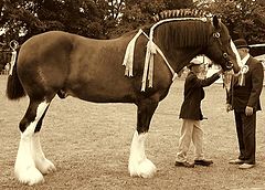 photo "Gentle Giant"