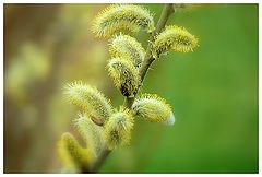 photo "tenderness"