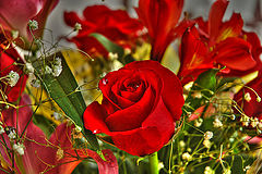 photo "розы"