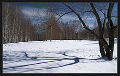 фото "Зима, деревья, тени - 1"
