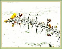 photo "Gorse"