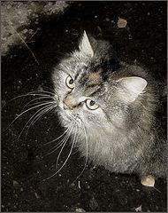 photo "***"