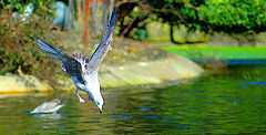 фото "Psychedelic Seagul"