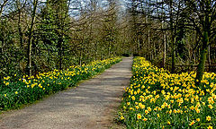 фото "Daffodil Walk"