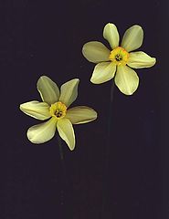 фото "Daffs"