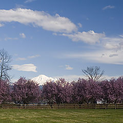 photo "***"