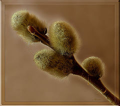 photo "Pussy willow"