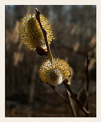 photo "Spring is come"
