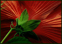 photo "Scarlet Sails"