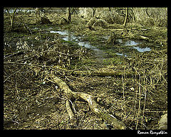 photo "Somewhere, there further, - Baskervil`s dog))..."