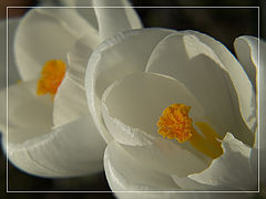photo "Instants of the Spring"