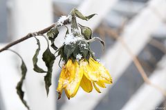 photo "flower snow"