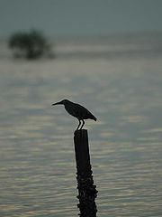 фото "bird and mangrove"