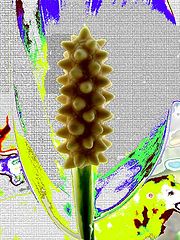 photo "flower"