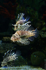 photo "Stripy"