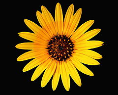 фото "The Sun in a Flower"