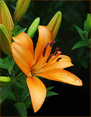 photo "Ginger"