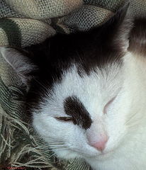 photo "Clin d'oeil - HI !!!"