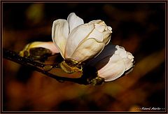 photo "magnolia in the sun"