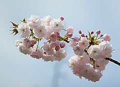 photo "Sakura Japan"