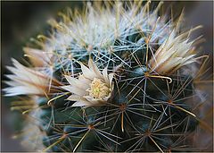 photo "among the thorns"