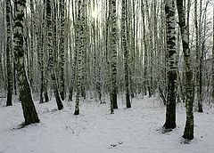фото "Русские березы"