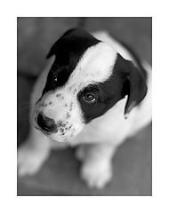 photo "Black and white"
