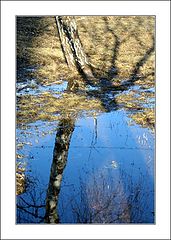 фото "Отражение весны"