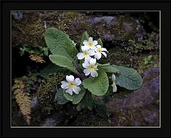 фото "primrose on a wall"