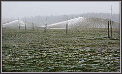 photo "New trees and a new spring"