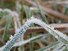 photo "Ice decoration"